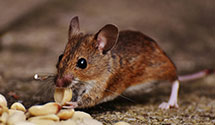 24 Hour & Emergency Exterminators in Housum, PA